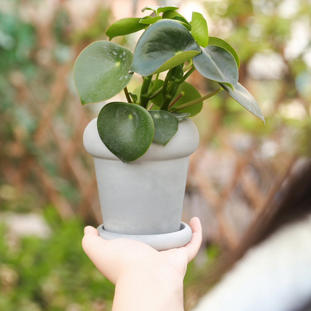 Hand holding gray Tall Botanic Column Plant Pot with plant - Boowan Nicole