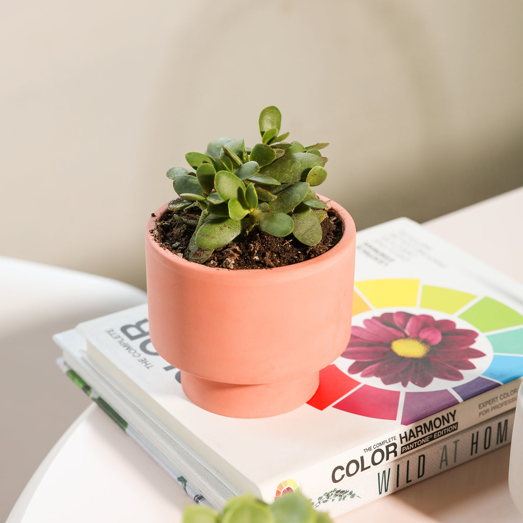 Concrete Plant Pot with plants placed on a book-Boowan Nicole