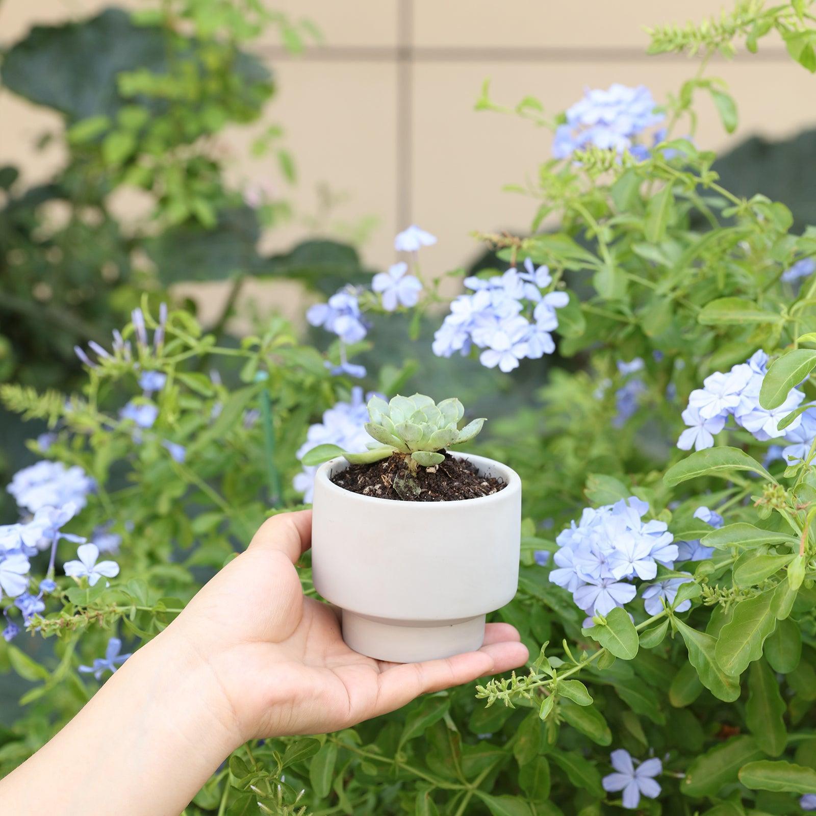 Hand holding a Concrete Plant Pot showing planted plants, with a flower bed in the background -Boowan Nicole