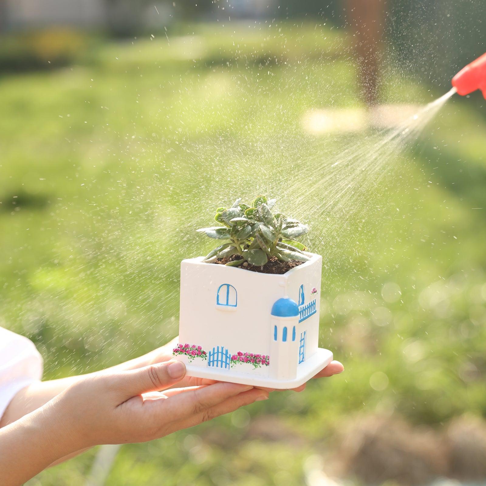 Spray water into the Aegean Santorini House Plant Pot where the plants are being planted -Boowan Nicole