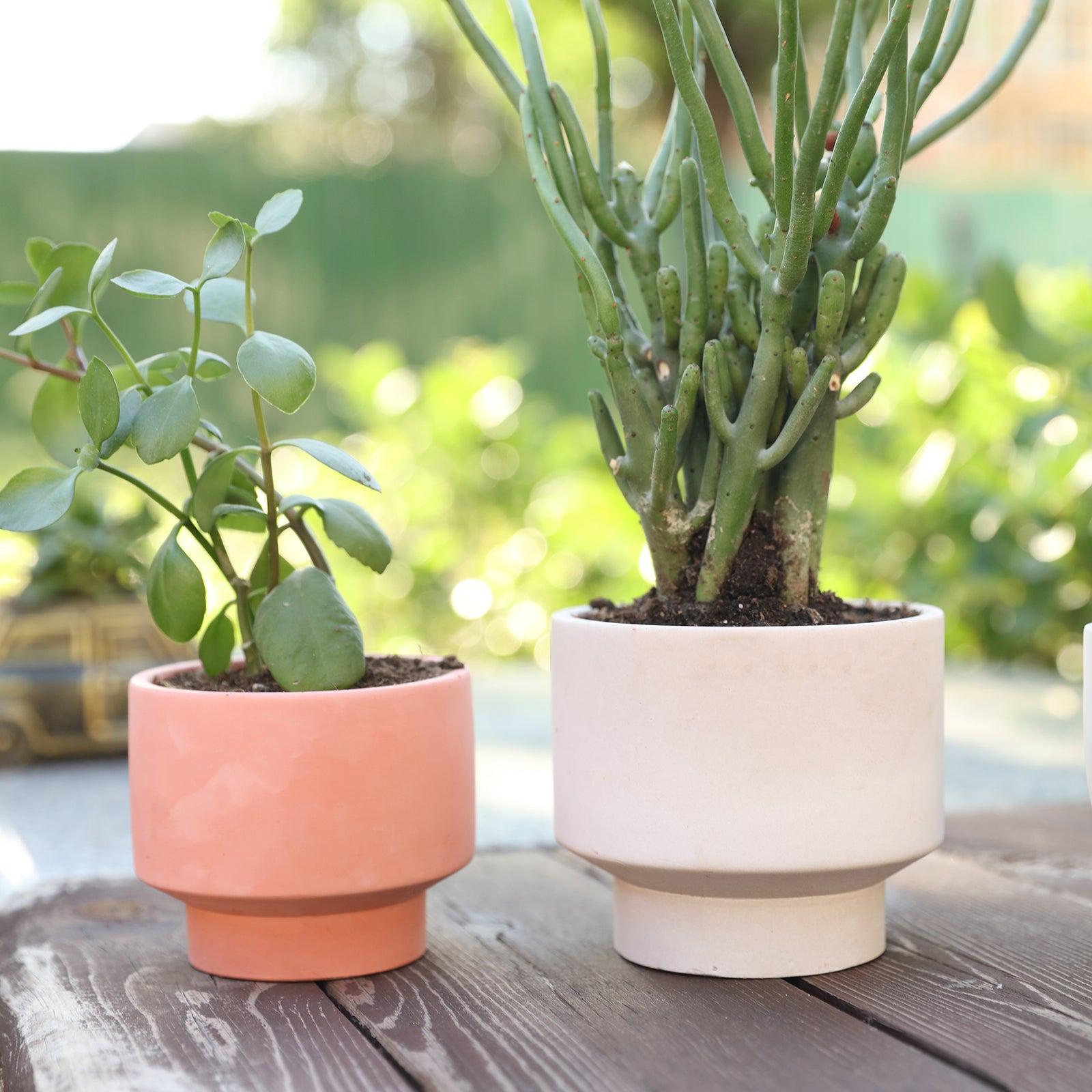 Red and white Concrete Plant Pot with plants placed on an outdoor flower stand-Boowan Nicole