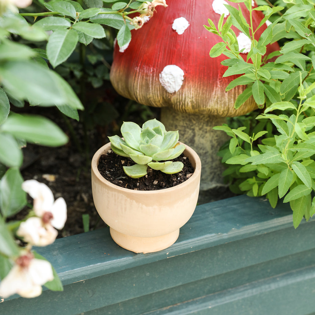 Concrete Plant Pot with plants placed next to the flower bed-Boowan Nicole