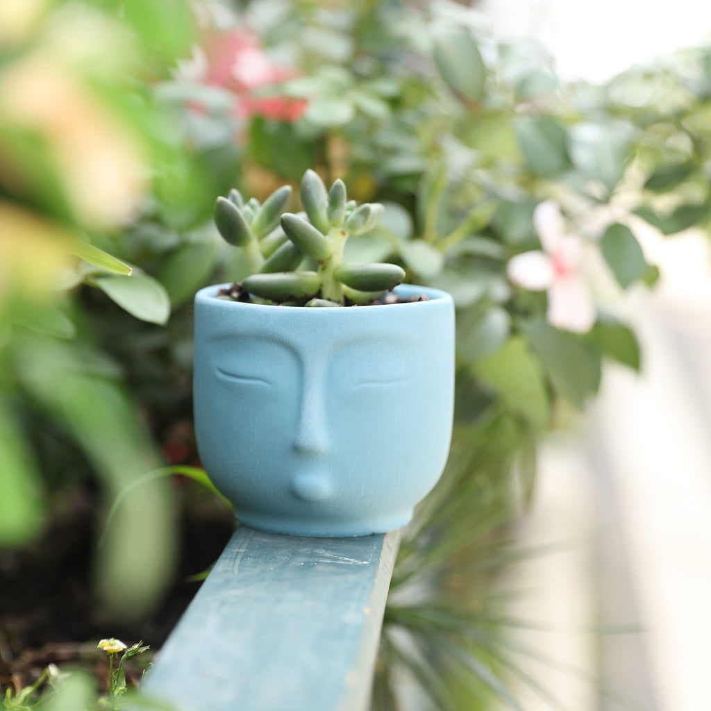 Blue face candle jar with succulents placed on outdoor flower bed - Boowan Nicole