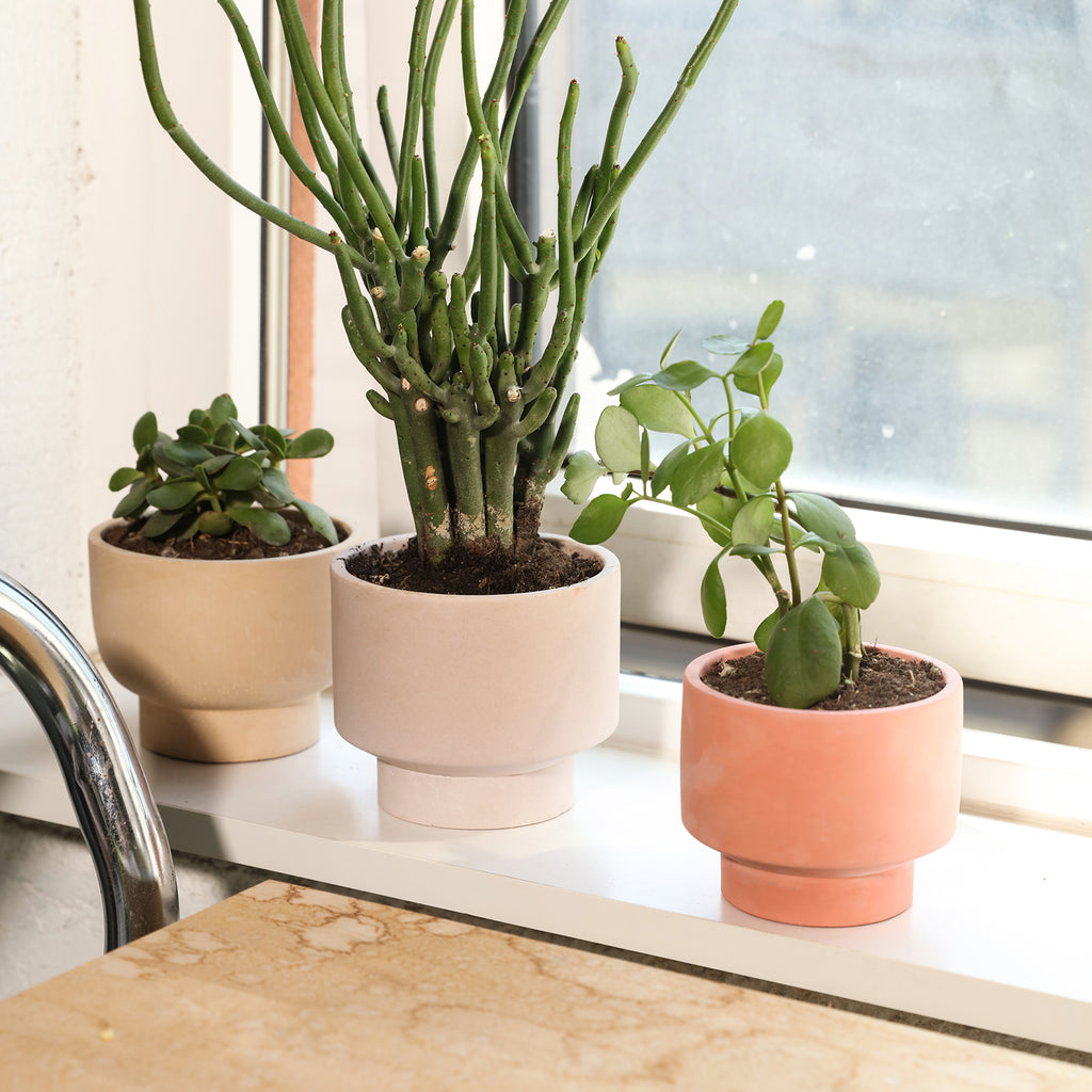 The Concrete Plant Pot planted with different plants is placed on the windowsill, adding a touch of beauty to the home -Boowan Nicole