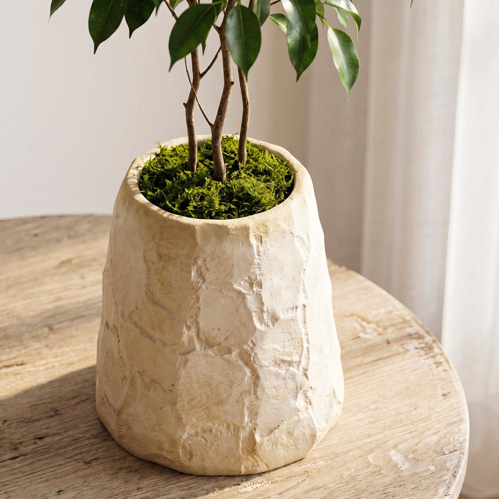 Beige Chiseled Stone Planter with Ficus Plant - Boowan Nicole
