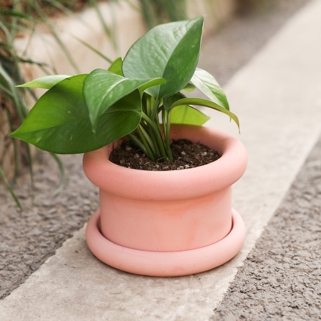 The pink Short Botanic Column Plant Pot with plants is placed outdoors-Boowan Nicole